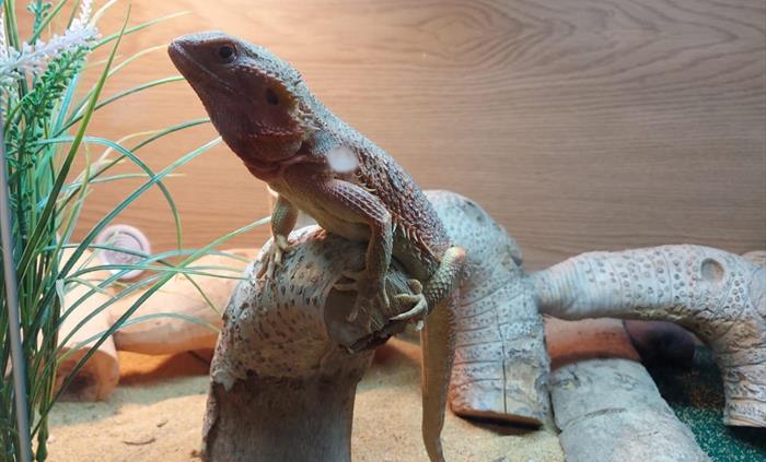 A crested gecko sitting on a wooden log.
